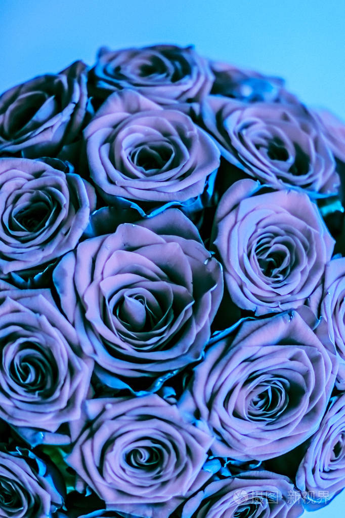 魅力奢华的蓝色玫瑰束鲜花盛开如花