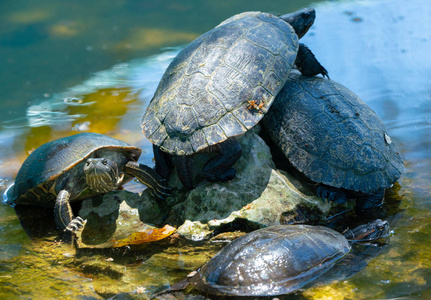 池塘里的红耳龟或水滑龟图片