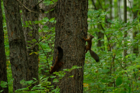 秋天动物可爱小狼玩耍图片