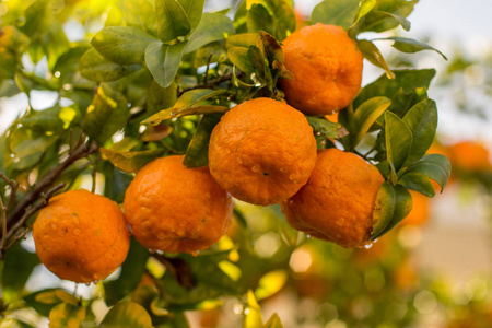 柑橘的果实图片-柑橘的果实素材-柑橘的果实插画-摄图新视界