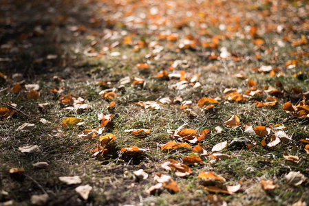 秋天的水平背景,阳光下的干树叶照片
