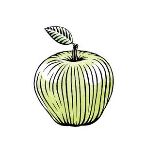 青苹果水墨素描图片
