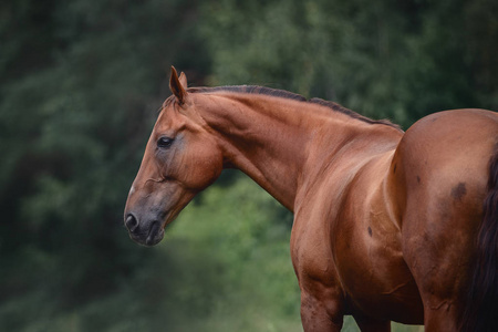 动物 布琼尼 肖像 秋天 夏天 天空马的轮廓布琼尼马好布琼尼马站在草