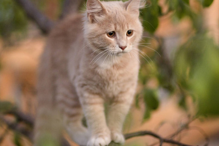 树枝上可爱的糊涂猫,有趣的动物,在户外散步的小猫照片