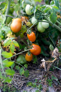 乡村花园里的西红柿图片
