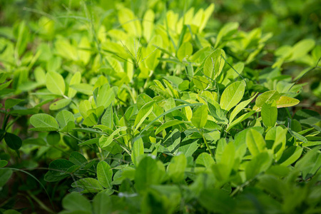 豆科植物图片