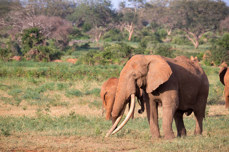 察沃东部国家公园的大红象东部的草甸云雀在佛罗里达的