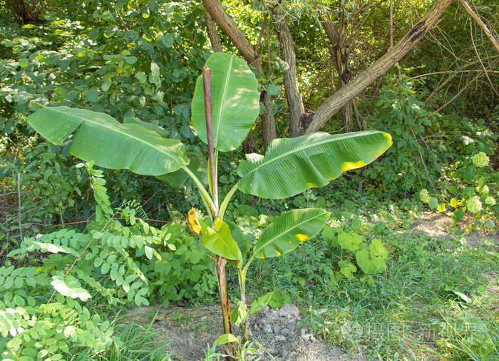 香蕉树慕萨在大自然中长得很美