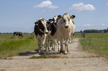行走的牛一群黑白相间的奶牛在小路上行走.照片