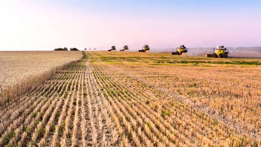 小麦在夕阳联合收割机收割成熟的小麦.