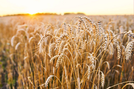 小麦在夕阳联合收割机收割成熟的小麦.