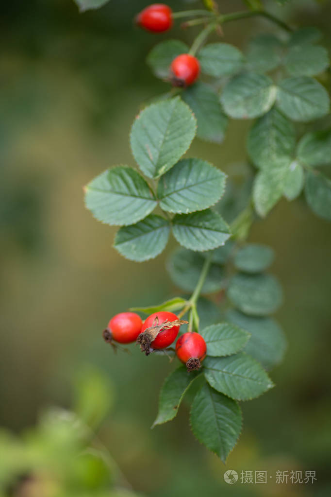 美丽的树枝,芳香的野蔷薇属植物,有鲜红色的成熟浆果.