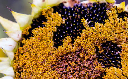 向日葵种子的特写向日葵成熟种子宏观特写照片