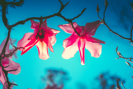 蓝色天空的粉红色玉兰花树图片