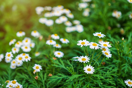 春天花园里的白色海滨雏菊.照片
