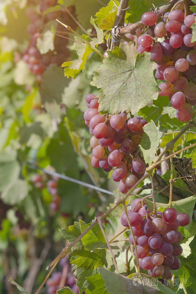 红色多汁的葡萄挂在藤蔓上被阳光照亮一串串葡萄