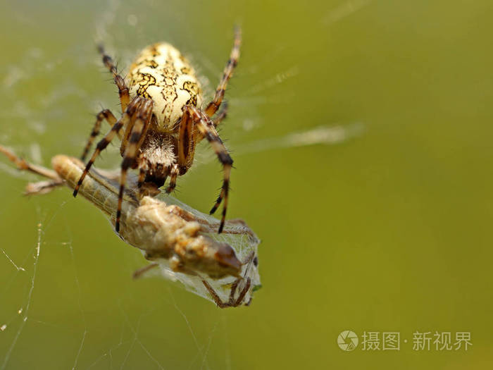 蜘蛛吃缠在网里的猎物蚱蜢被捕食性昆虫的网络缠住寻找食物宏观摄影中