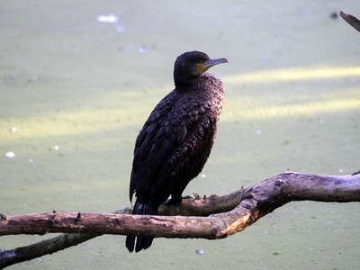 澳大利亚鸬鹚图片