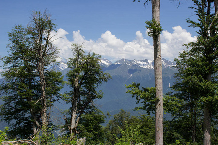 高山背景下的一种高度的针叶树图片