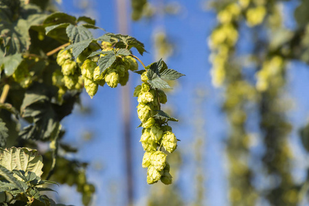 捷克共和国扎特茨地区的啤酒花田照片