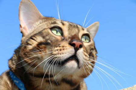 孟加拉猫在蓝天下繁衍生息图片