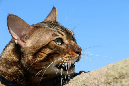 孟加拉猫在蓝天下繁衍生息图片