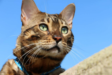 孟加拉猫在蓝天下繁衍生息图片