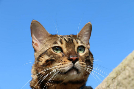 孟加拉猫在蓝天下繁衍生息图片