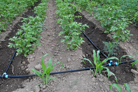 种植马铃薯时滴灌照片