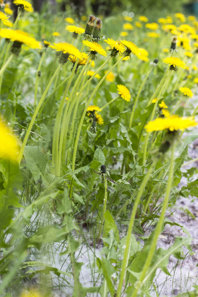 黄花蒲公英在地上的杨树绒毛地上