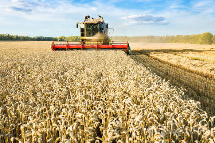 联合收割机在地上收割成熟的金黄色小麦.农业产业形象
