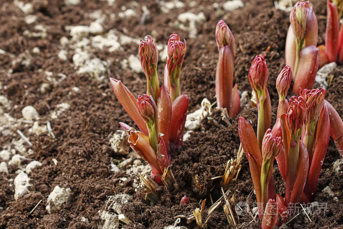春天牡丹嫩芽从地上冒出来