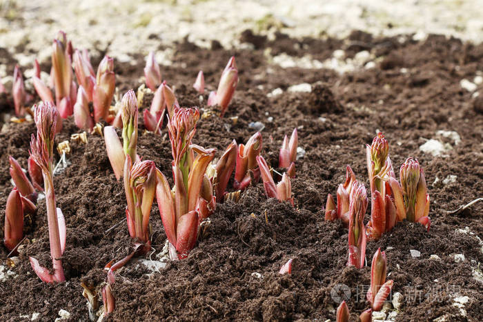 春天牡丹嫩芽从地上冒出来
