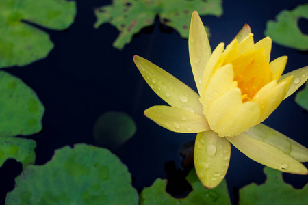 雨后水面上美丽的黄莲图片