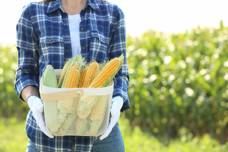 田里种着成熟玉米芯的女农民图片