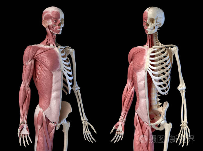 人体男性解剖学 3 4图肌肉和骨骼系统 正面和背面的透视图 照片 正版商用图片2ocsaw 摄图新视界 人体男性解剖学 3 4图肌肉和骨骼系统 正面和背面的透视图 照片 正版商用图片2ocsaw 摄图新视界