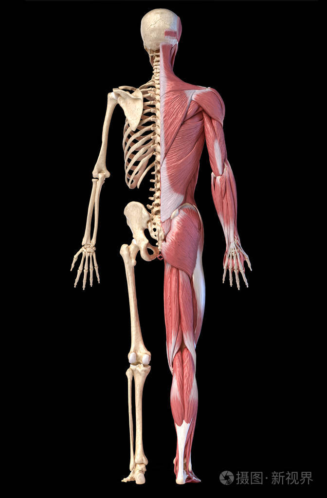 人体男性肌肉和骨骼系统解剖学后视图