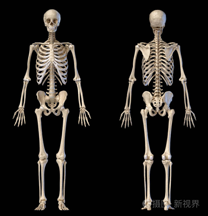 人体男性骨骼丰满前视图和后视图