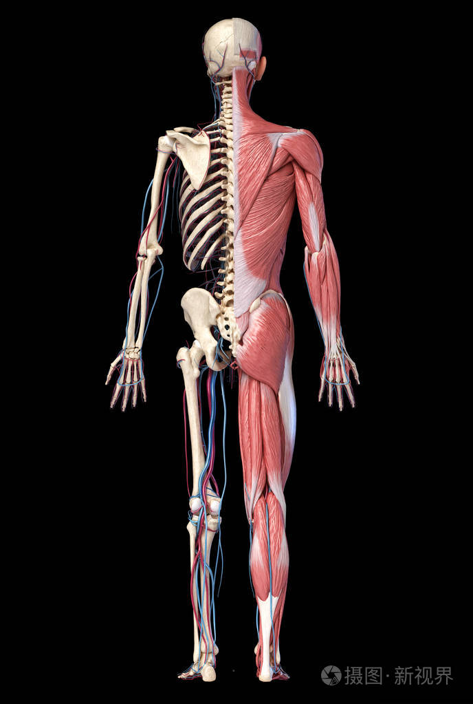 人体全身骨骼与肌肉静脉和动脉的三维插图