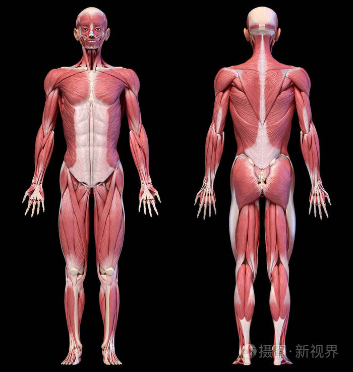 人体完整的男性肌肉系统前后视图