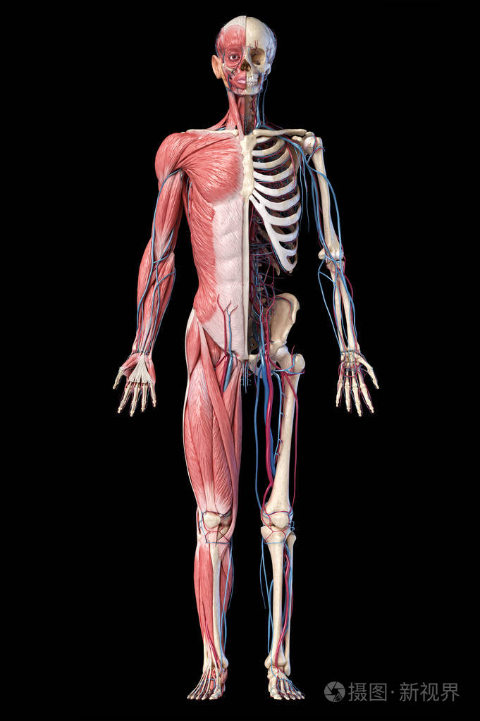 人体全身骨骼有肌肉静脉和动脉三维插图