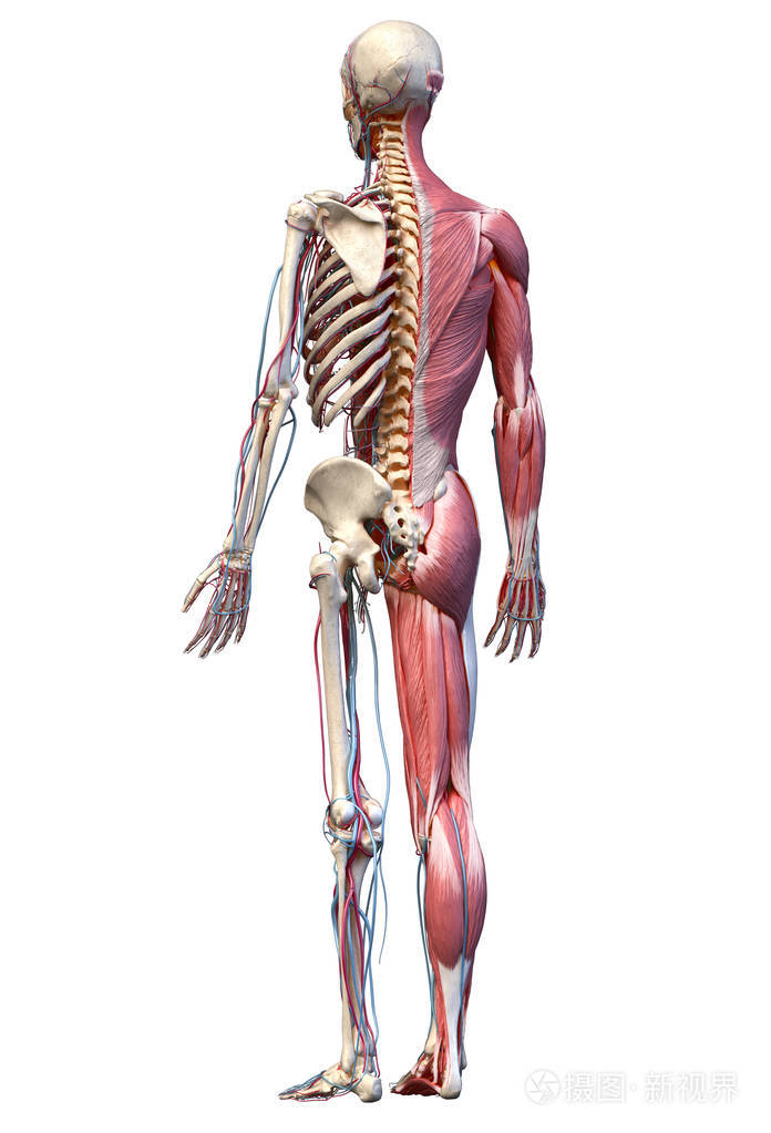 人体全身骨骼有肌肉静脉和动脉三维插图