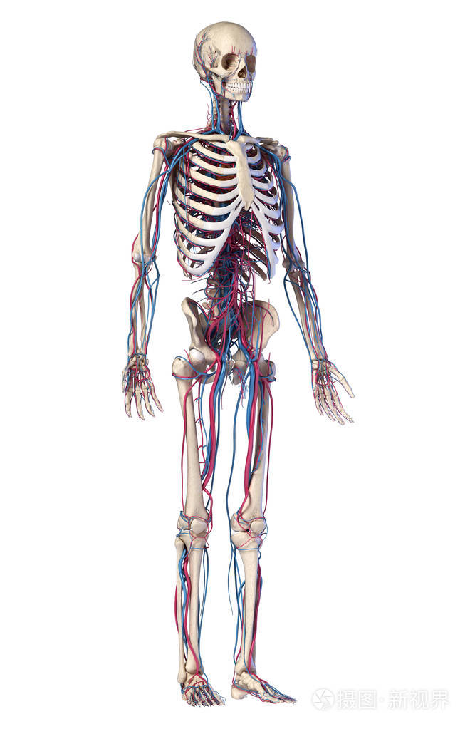 人体解剖学.有静脉和动脉的骨骼.正面透视图.
