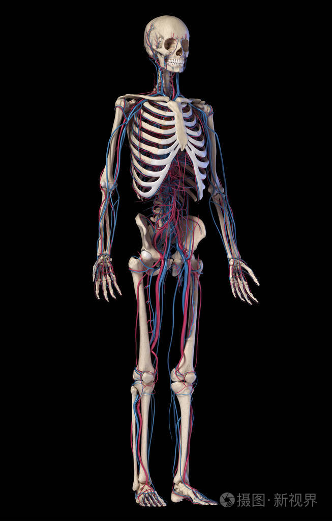 人体解剖学有静脉和动脉的骨骼正面透视图