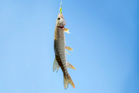 捕鱼卷轴关闭特写单条北梭子鱼钩住天空.捕鱼概念照片