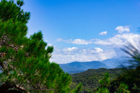 山上有圣诞树,蓝天白云.蓝天下冷杉和落叶松针叶林的美丽全景.照片