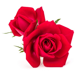 白底红玫瑰图片