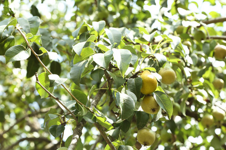 阳光明媚的梨树图片