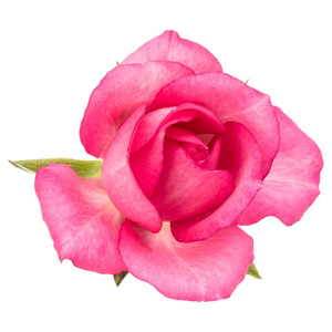 一朵粉红色的玫瑰花在白色背景的剪贴画上照片