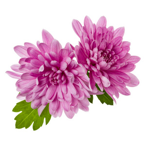 两个菊花头状花序,绿叶隔离在whi上照片